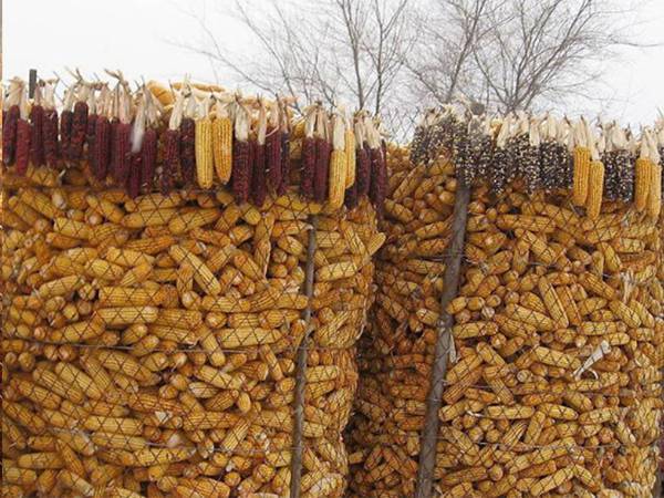 圈玉(yu)米(mi)網3